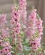<i>Angelonia angustifolia</i><BR><BR>���󥲥��˥�<BR>�إԥ󥯡�