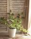 <i>Callicarpa japonica.</i><BR><BR>�ǿ��ʼ��饵�������֡���Ⱦ���-�ʥ��襷���襷-��
