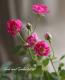 <i>Rosa.Min</i><BR><BR>�ߥ˥Х��ֲ֥�󥲥�����<BR>�إ�����Ȭ����ɱ -���ĥҥ�-��