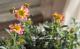 <i>Bidens laevis</i><BR><BR>󥿡⥹<BR> إԥ󥯥ϥˡ