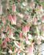 <i>Correa decumbens</i><BR><BR>�������Υ٥뷿�֡�<BR>�����쥢�����ꥹ�ޥ��٥�<BR>�إߥ������٥�ۥ磻�ȡ�