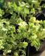 <i>Trifolium repens</i><BR><BR>�ߤ�ȱ�ݥ��ꥸ�ʥ롪<BR>��֡��������С�<BR>ŷ�ȤΥԥ����إͥå��쥹��