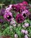 <i>Viola��wittrockiana</i><BR><BR�ե��ѥ󥸡�<BR>�եꥺ�륷����<BR>�إѥå����ե롼�ġ�