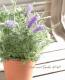<i>Lavandula multifida</i><BR><BR>졼٥<BR>ޥ쥯إ֥롼