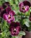 <i>Viola��wittrockiana </i><BR><BR>��⤫�ӥ���<BR>�ؤ襤���⤫��