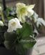 <i>Helleborus hybridus</i><BR><BR>���å��ʥ��ꥹ�ޥ�������<BR>�إ��票���