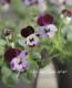<i>Viola��wittrockiana </i><BR><BR>�ߤ�ȥӥ��顦�ѥ��ƥ륿����<BR>�ؾ�����ץ���