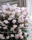 <i>Cyclamen persicum Mill</i><BR><BR>Ȭ�ź餭��������<BR>�褬���꡼��<BR>�إ��꡼��ƥ�����٥饤�ȥԥ�