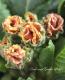 <i>Primula juriana hybrid</i><BR><BR>�ץ��顦����ꥢ��<BR> �إ�������