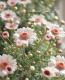 <i>Argyranthemum frutescens</i><BR><BR>�ޡ�����å�<BR>�ϥˡ��ӡ����꡼��<BR>�إ��֥�ۥ磻�ȥԥ󥯡�