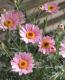 <i>Argyranthemum frutescens</i><BR><BR>�ޡ�����å�<BR>�ϥˡ��ӡ����꡼��<BR>�إ饤�ȥԥ󥯥�����������