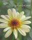 <i>Argyranthemum frutescens</i><BR><BR>�ޡ�����å�<BR>�ϥˡ��ӡ����꡼��<BR>�إ��֥륤��������