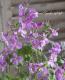<i>Orychophragmus</i><BR><BR��ֺ�<BR>�إ�饵���ϥʥʡ�<BR>�إХ�����åȡ����ꥳ�ե饰�ॹ��