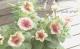 <i>Petunia��hybrida</i><BR><BR>���֥餵��Υڥ���˥�<BR>�إ��������ޥ��å���