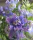 <i>Delphinium</i><BR><BR>�ǥ�ե��˥���<BR>�إ֥롼��