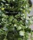 <i>Ficus 'Precious'</i><BR><BR>�ե������إץ쥷�㥹��