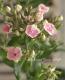<i>Phlox paniculata</i><BR><BR>ɺեå إ쥪