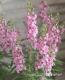 <i>Angelonia angustifolia</i><BR><BR>���󥲥��˥�<BR>�إ饺�٥꡼��