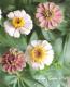 <i>Zinnia Zinderella</i><BR><BR>ʼ˥<BR>إåץMIX