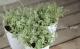 <i>Acaena saccaticupula</i><BR><BR><BR>إ⡼꡼