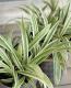 <i>Carex</i><BR><BR>����å���<BR>�إȥ쥸�㡼�������ɡ�
