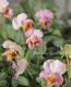 <i>Petunia��hybrida</i><BR><BR>������ݤ���<BR>�ӥ���إե���ե��ꥢ��