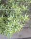 <i>Westringia fruticosa</i><BR><BR>ȥꥢ󡦥ޥ꡼<BR>ȥ󥮥<BR>إ˥ȡ