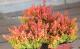 <i>Calluna vulgaris</i><BR><BR>롼ʡ֥륬ꥹ<BR>عե롼ʡ