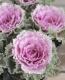 <i>Brassica</i><BR><BR>�󤻿������������ղ�ð��<BR>�ե�󥸥ԥ󥯡�3�ĥ��åȡ�