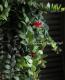 <i>Aeschynanthus </i><BR><BR>��ȥ��åȤ�tef*tef*Green�����ǥ��͡���<BR>�إ������ʥ󥵥��ߥ֥ꥭ��