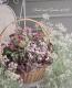 tef*tef*�󤻿��� 2017<BR> * no.4 *<BR>�礭��ΥХ����å�