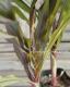 <i>Pennisetum glaucum</i><BR><BR>�����ӡ������ʥ�󥿥�ߥ�å�<BR>�إѡ��ץ�ޥ������ƥ���