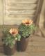 <i>Chrysanthemum frutescens</i><BR><BR>�Ѥ��餭�ޡ�����å�<BR>�إԡ������������