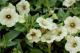 <i>Petunia x hybrida</i><BR><BR>īҥޥ󡦥ڥ˥<BR>إѥ