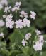 <i>Purimura malacoides<BR>��mellow shower��</i><BR><BR>��ױ�ݥ��ꥸ�ʥ��ʼ�<BR>�դäѤ������ι���<BR>Ȭ�ź餭�ץ��顦�ޥ饳���ǥ�<BR>�إ����������