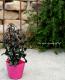 <i>Antirrhinum majus nanum<BR>'Bronze doragon'</i><BR><BR>���ե��󥮥祽��<BR>�إ֥�å��ץ�󥹡�<BR>�������磻���åɿ�