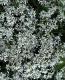 Euphorbia hybrid<BR><BR>Ȭ�ź餭���桼�ե���ӥ�<BR>�إ�������ɥե�����