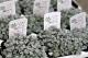 <i>Sedum spathulifolium</i><BR><BR>�⤳�⤳�����֤Τ褦��<BR>�إ����ץ֥�󥳡�