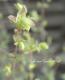 <i>Origanum rotundifolium</i><BR><BR>Ωβ֥쥬<BR>إͥ饤ȡ