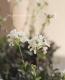 <i>Arabis caucasica</i><BR><BR>�Ѵ������������С�<BR>����ӥ����ץ������ <BR>�إ��꡼���