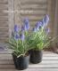 <i>Muscari Artist</i><BR><BR>Ф庬<BR>ॹ إƥȡ