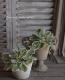 <i>Arabis caucasica</i><BR><BR>�����ꥢ��ӥ�<BR>�إ��꡼���