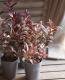 <i>Leucothoe axillaris</i><BR><BR>���������Υ���ʥ�ƥ�<BR>�إȥꥫ�顼��
