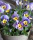 <i>Viola��wittrockiana</i><BR><BR>�������������<BR>���ͥ��쥯�����<BR>���Ĥ��ϵ��