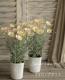 Argyranthemum frutescens<BR>��Spring Bouquet��<BR><BR>���Ѥ�ꤹ��ޡ�����åȡ�<BR>�إ��ץ�󥰥֡�����