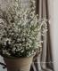 Erica formosa.<BR><BR>�ݤäƤ�Ȳİ�������<BR>�إ�����󥨥ꥫ��