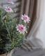 Argyranthemum frutescens<BR><BR>���֥餵��Υޡ�����å�<BR>�Υ������꡼��<BR>�ؤ�����������