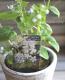 Brunnera macrophylla<BR>��Jennifer��<BR><BR>�����Ǥ��ĥ֥��ͥ�<BR>�إ����˥ե�����