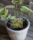 Brunnera macrophylla<BR>��Hadspen Cream��<BR><BR>�����Ǥ��ĥ֥��ͥ�<BR>�إϥɥ��ڥ󥯥꡼���
