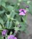 Nemesia caerulea<BR><BR>åͿ<BR>ɺͥ᥷ͥ<BR>إѡץ